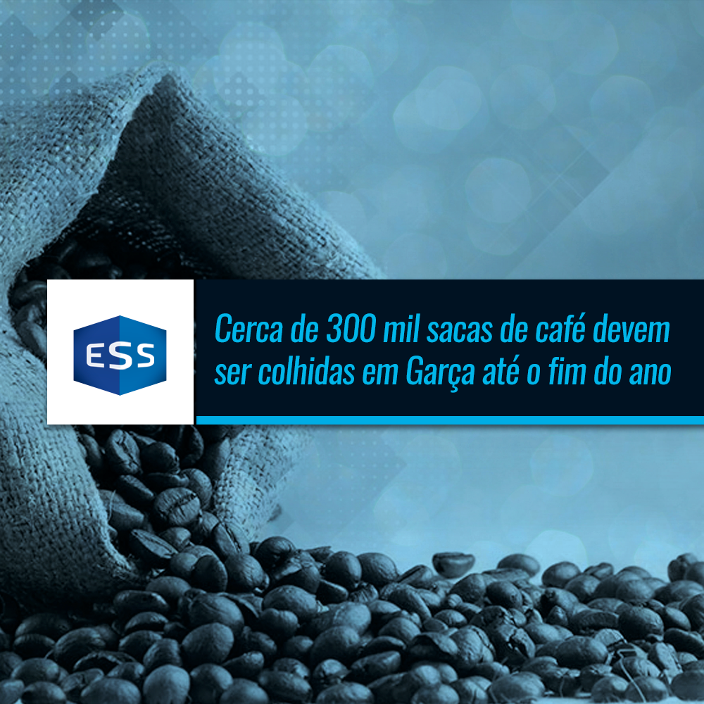 Cerca de 300 mil sacas de café devem ser colhidas em Garça até o fim do ano